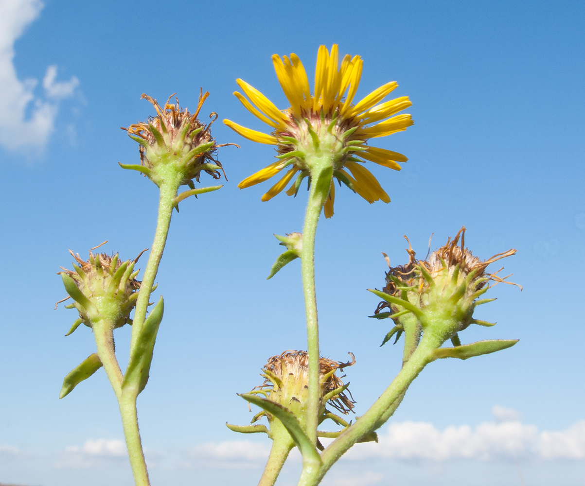 Изображение особи Inula caspica.