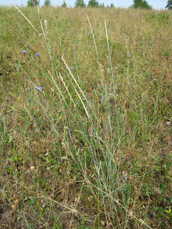 Image of Elytrigia intermedia specimen.