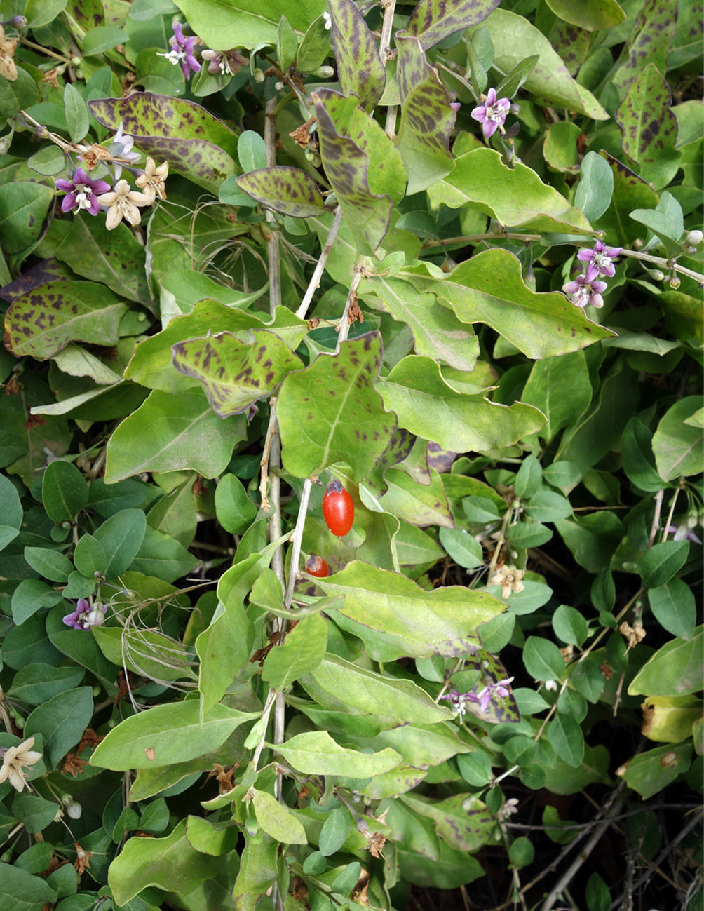 Image of Lycium barbarum specimen.