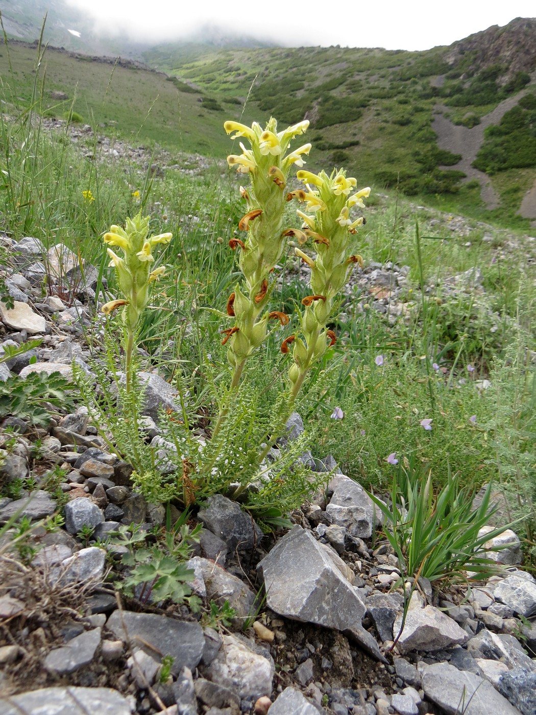 Image of Pedicularis talassica specimen.