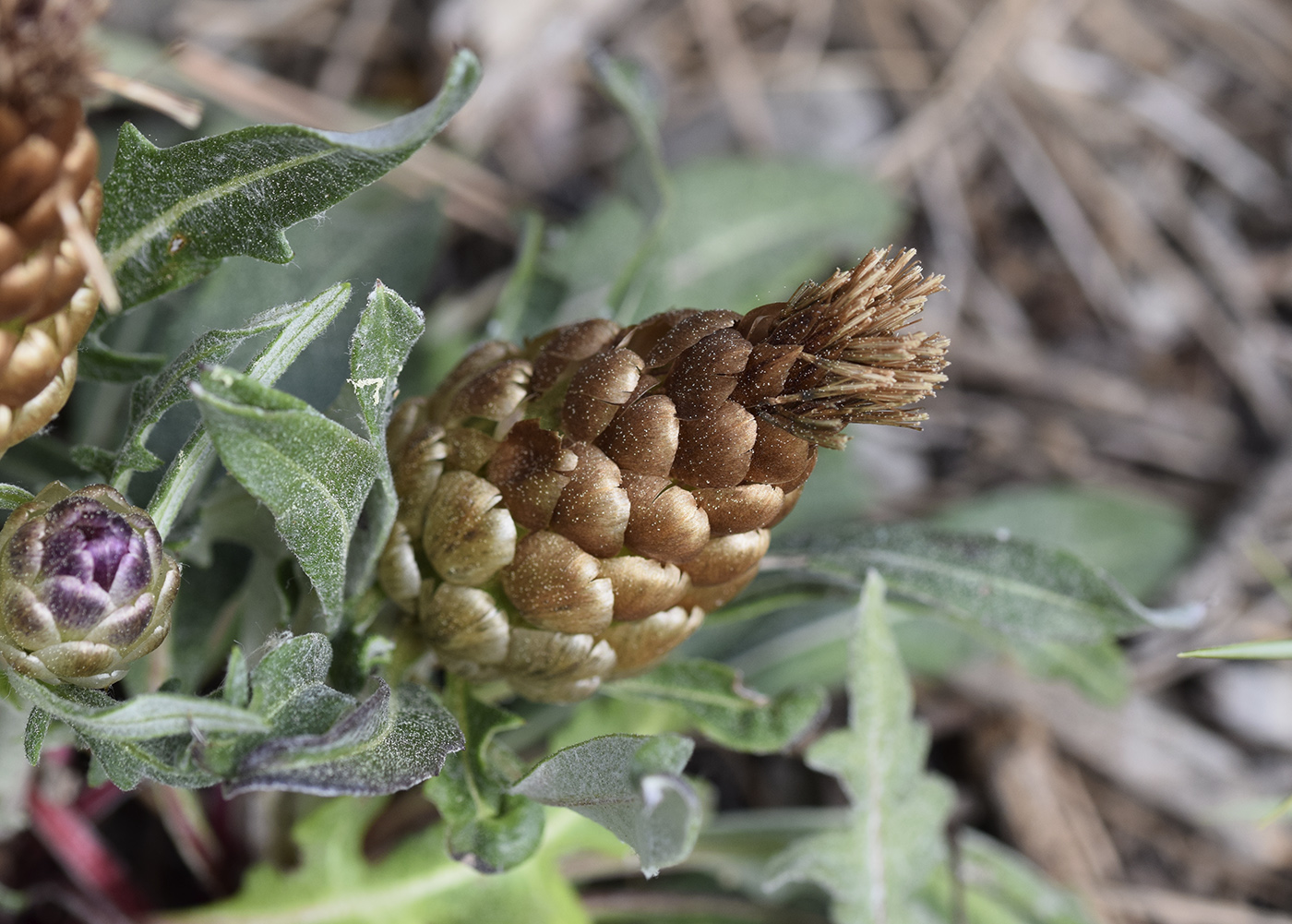 Image of Rhaponticum coniferum specimen.