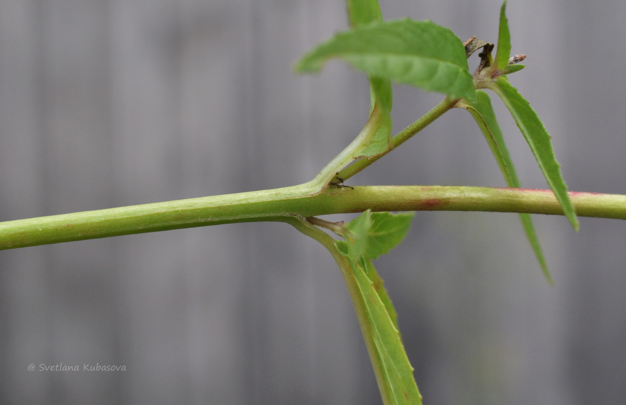 Image of Epilobium pseudorubescens specimen.