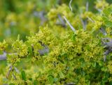 Rhamnus lycioides subspecies graeca