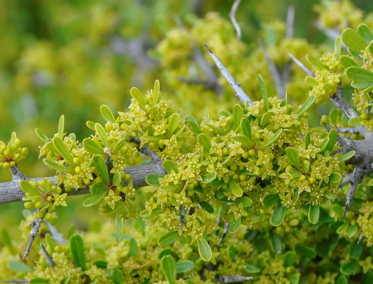 Image of Rhamnus lycioides ssp. graeca specimen.