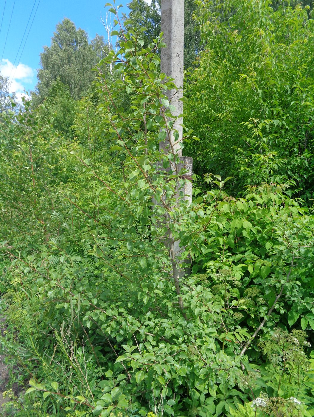 Image of Pyrus communis specimen.