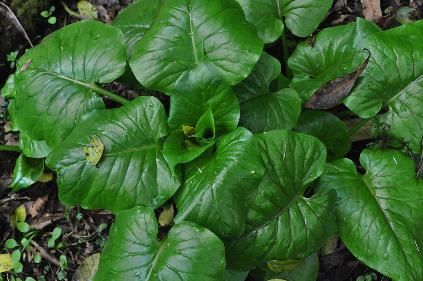 Изображение особи Cardiocrinum giganteum.