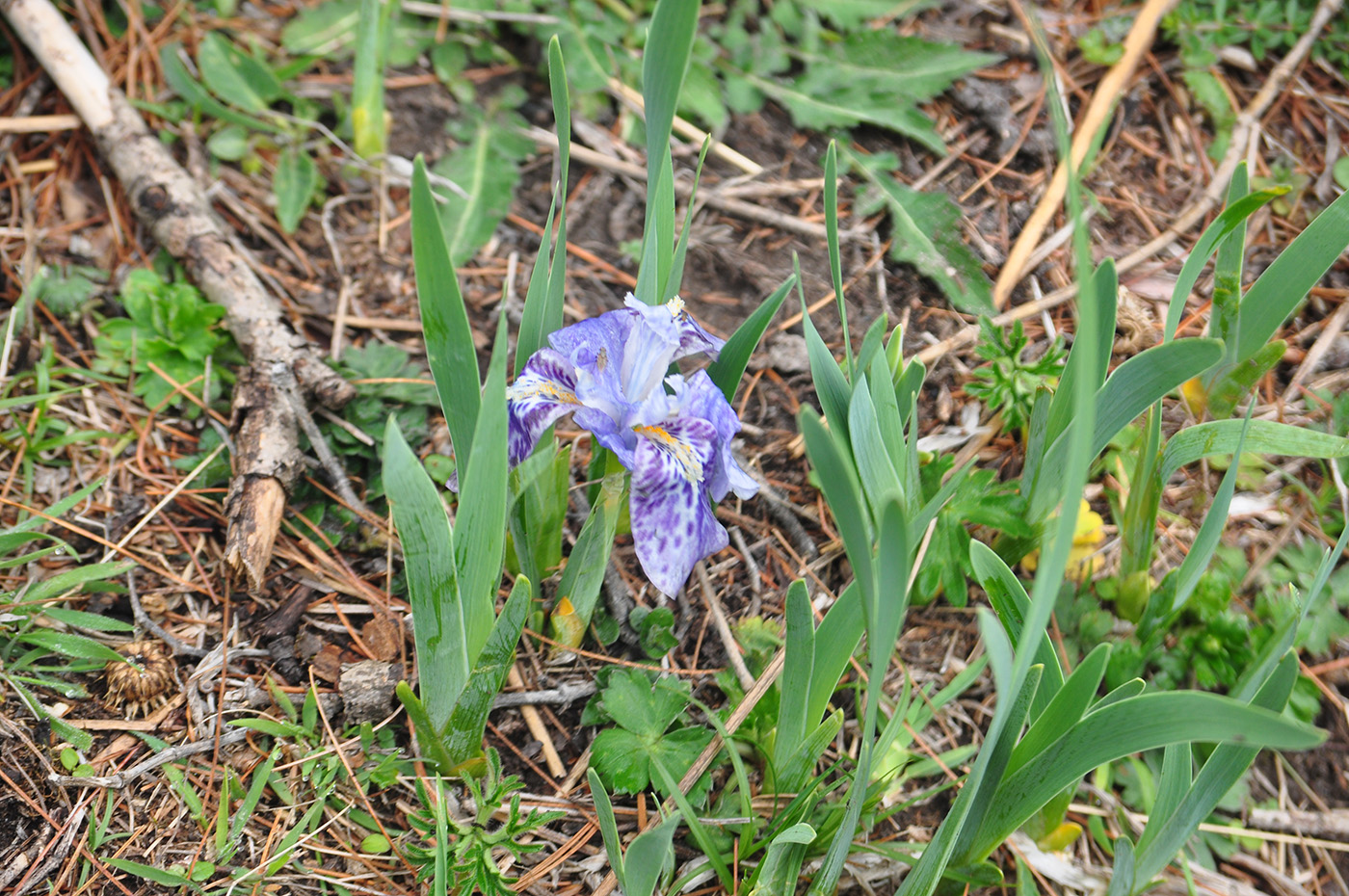 Image of Iris kemaonensis specimen.