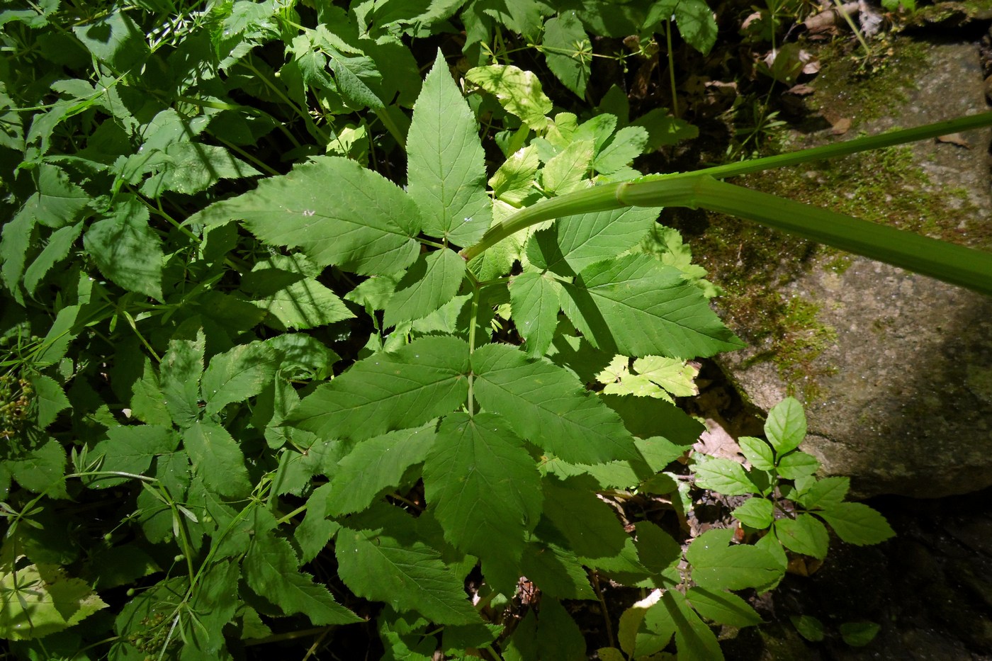 Image of Aegopodium podagraria specimen.