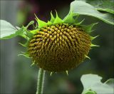 Helianthus annuus. Созревающее соцветие. Московская обл., Раменский р-н, окр. дер. Хрипань, садовый участок. 30.08.2020.