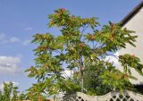 Ailanthus altissima. Верхушка плодоносящего дерева. Крым, г. Симферополь, окр. мкр-на Пневматика, частное подворье. 07.09.2020.