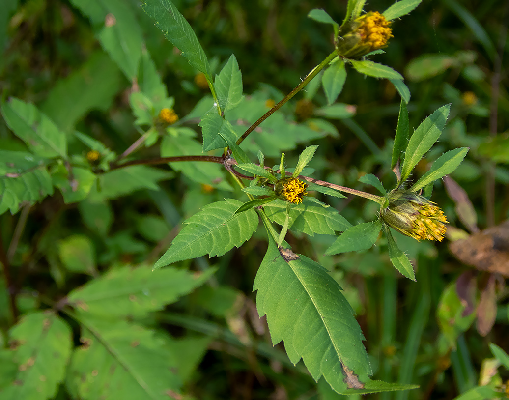 Image of Bidens frondosa specimen.