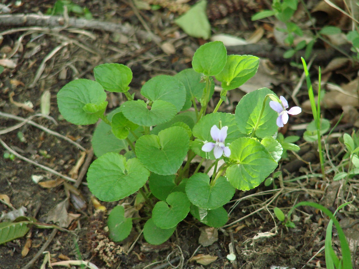 Image of Viola sacchalinensis specimen.