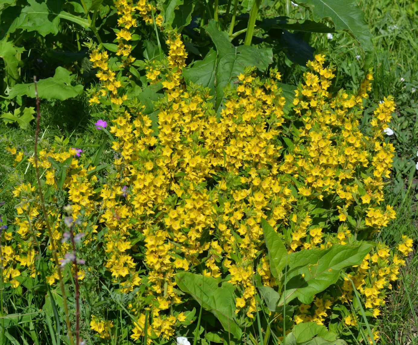 Image of Lysimachia punctata specimen.