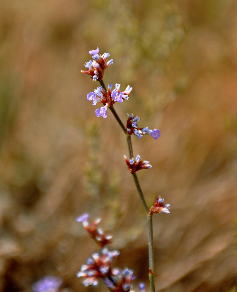 Image of Limonium suffruticosum specimen.