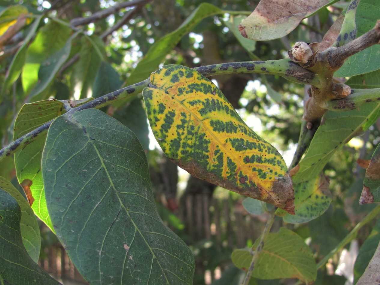 Image of Juglans regia specimen.