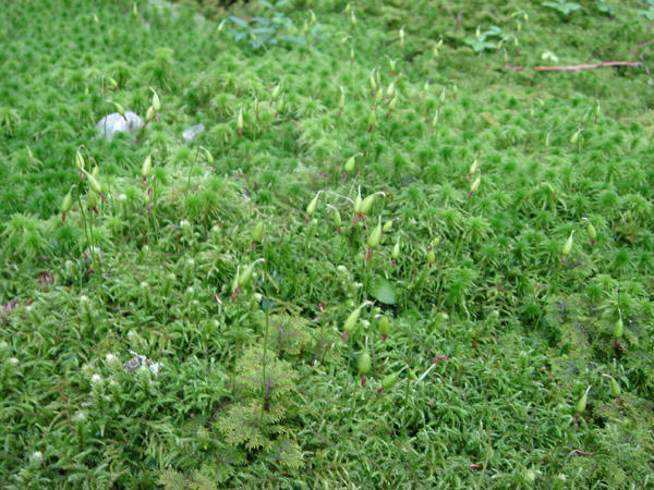 Image of Ephippianthus schmidtii specimen.