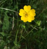 Potentilla chrysantha. Цветок и бутоны. Магаданская обл., г. Магадан, мкр-н Снежная Долина, на обочине дороги. 28.07.2020.