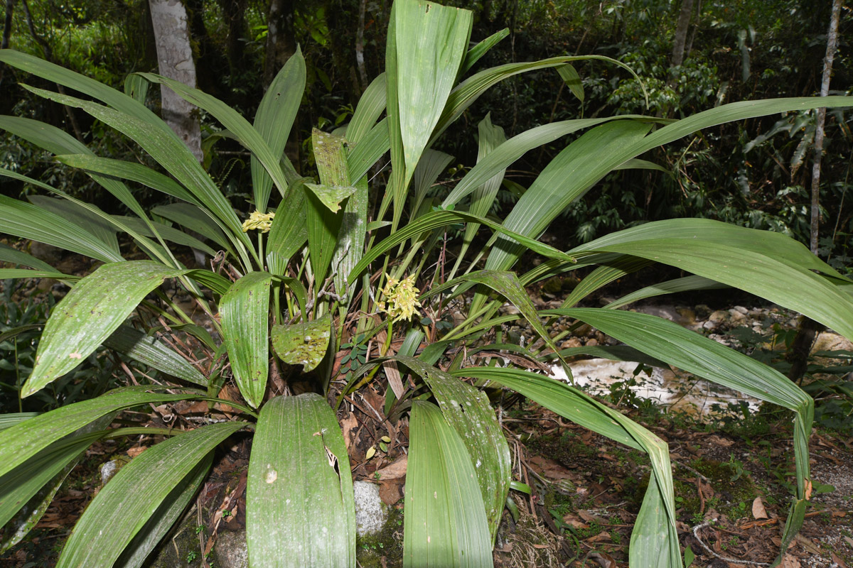 Image of familia Orchidaceae specimen.