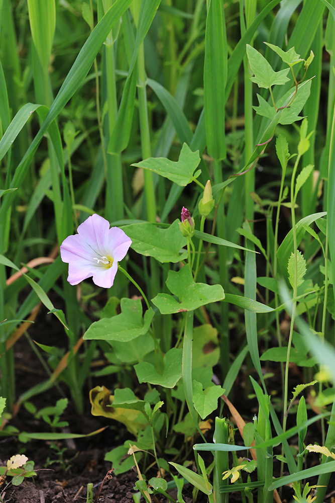 Image of Calystegia hederacea specimen.