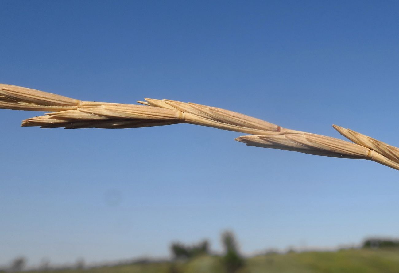 Image of Elytrigia intermedia specimen.