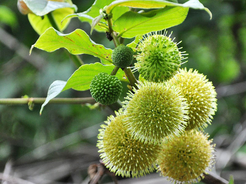 Image of familia Rubiaceae specimen.