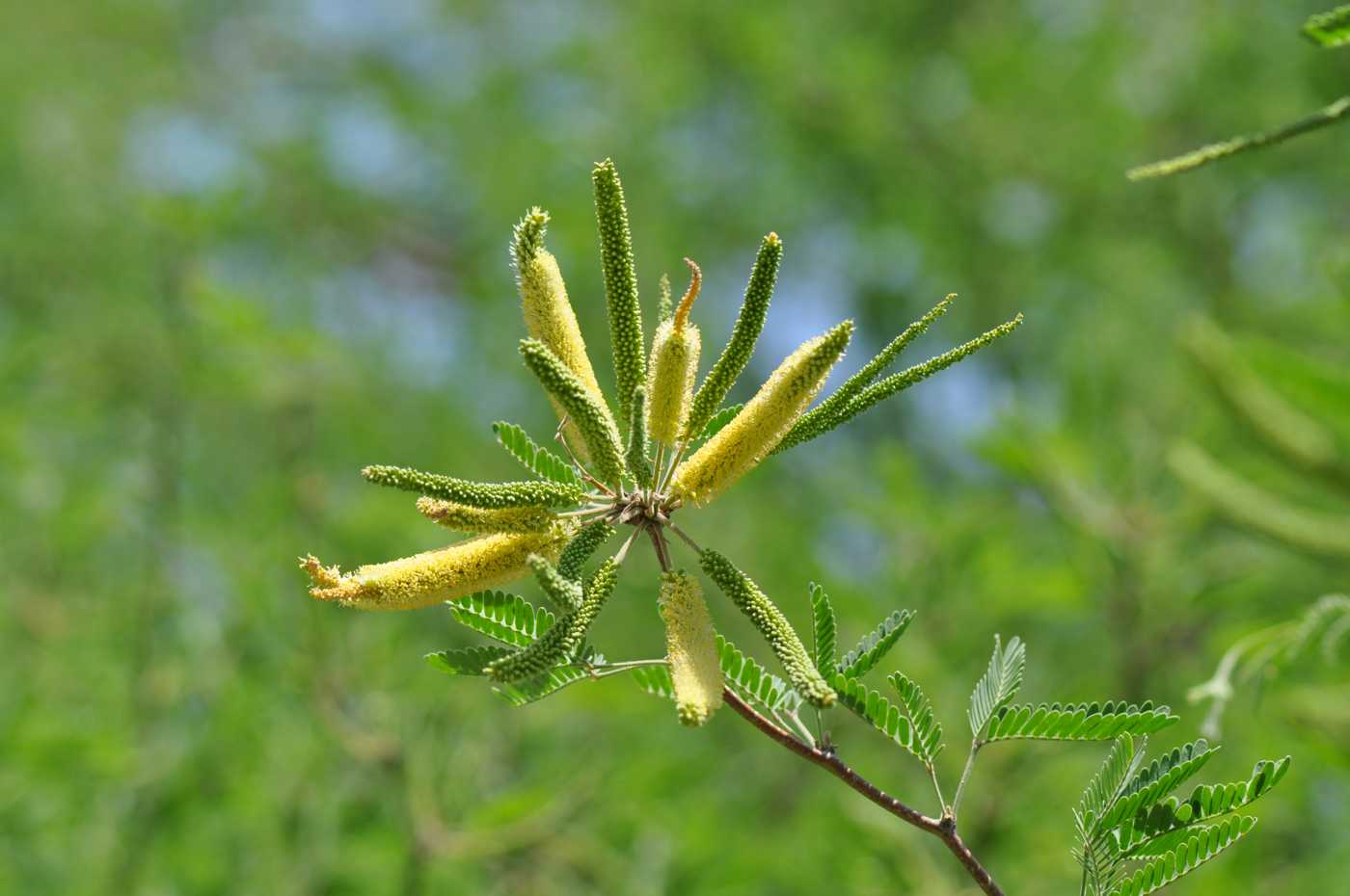 Изображение особи Prosopis juliflora.