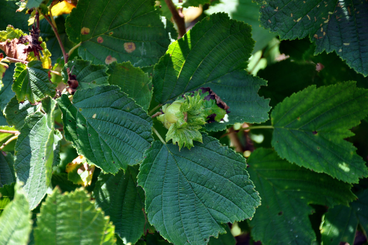 Изображение особи Corylus heterophylla.