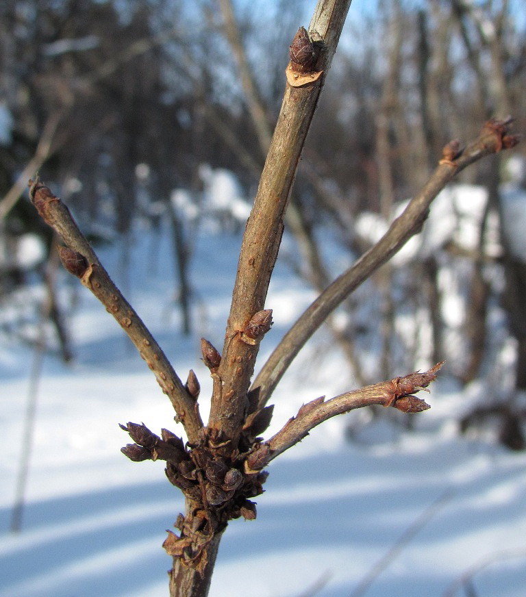 Изображение особи Ribes rubrum.