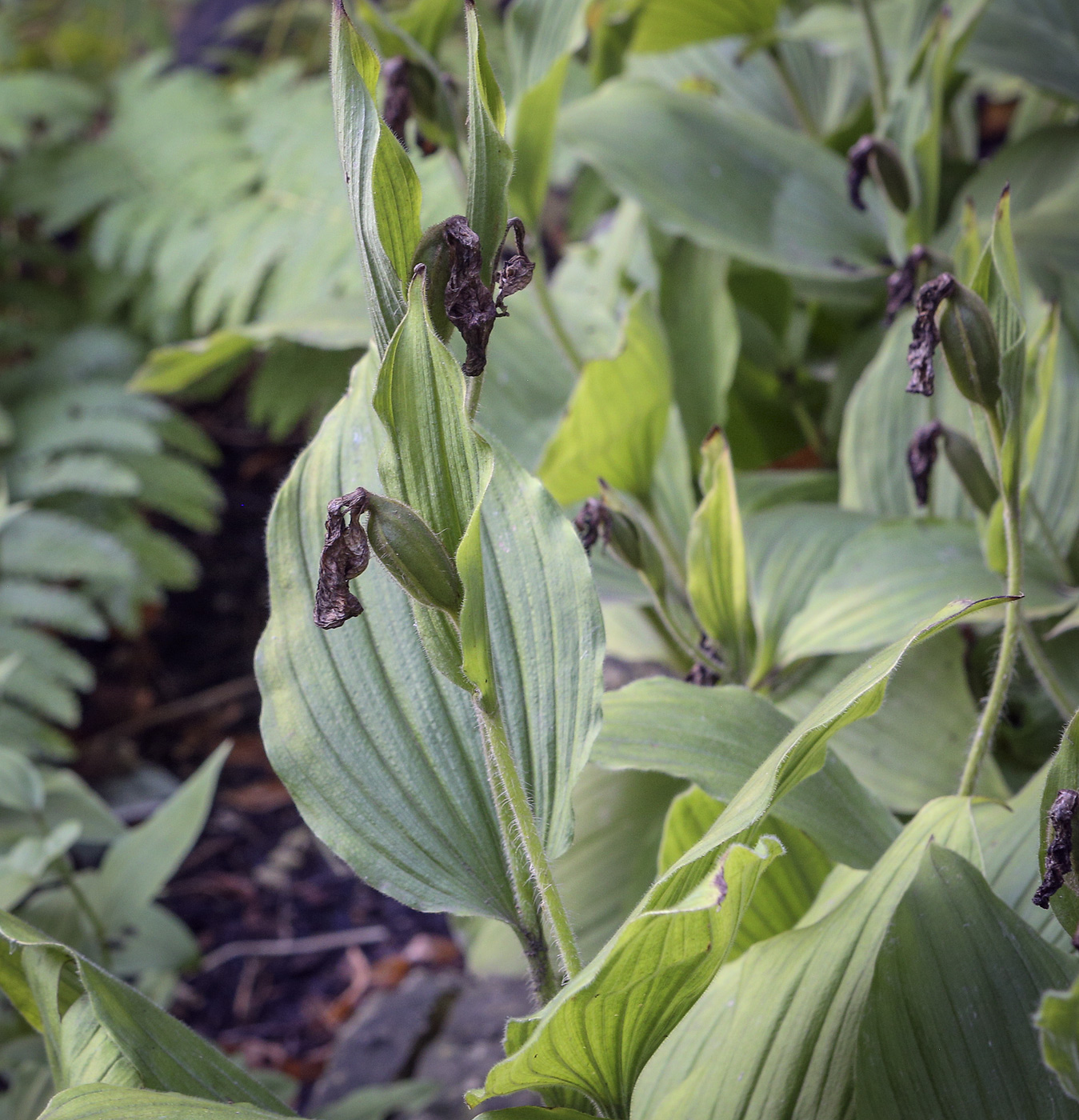 Image of Cypripedium reginae specimen.