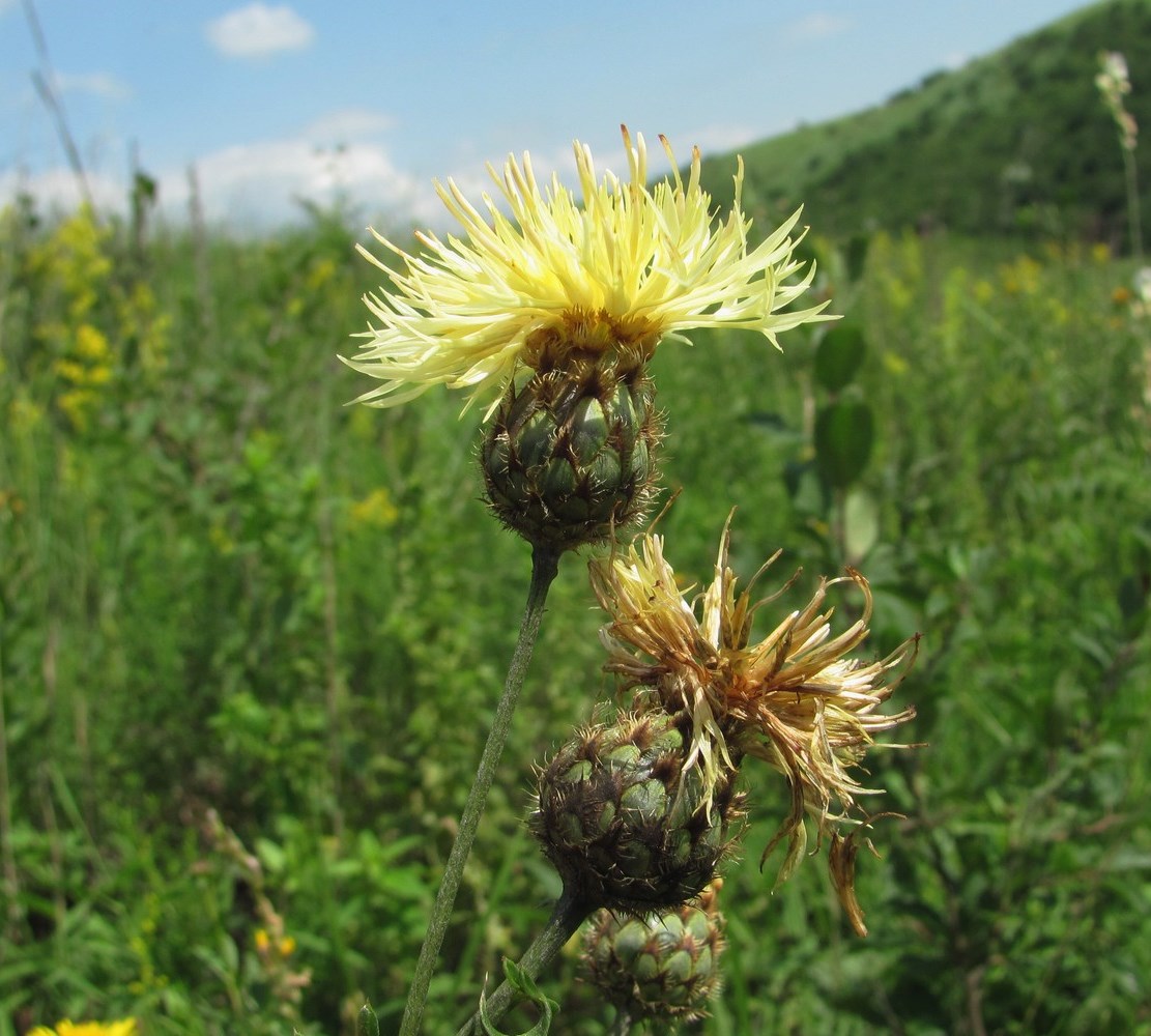 Изображение особи Centaurea rigidifolia.