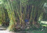 Bambusa multiplex. Основания ветвей. Абхазия, г. Сухум, Сухумский ботанический сад, в культуре. 14.05.2021.