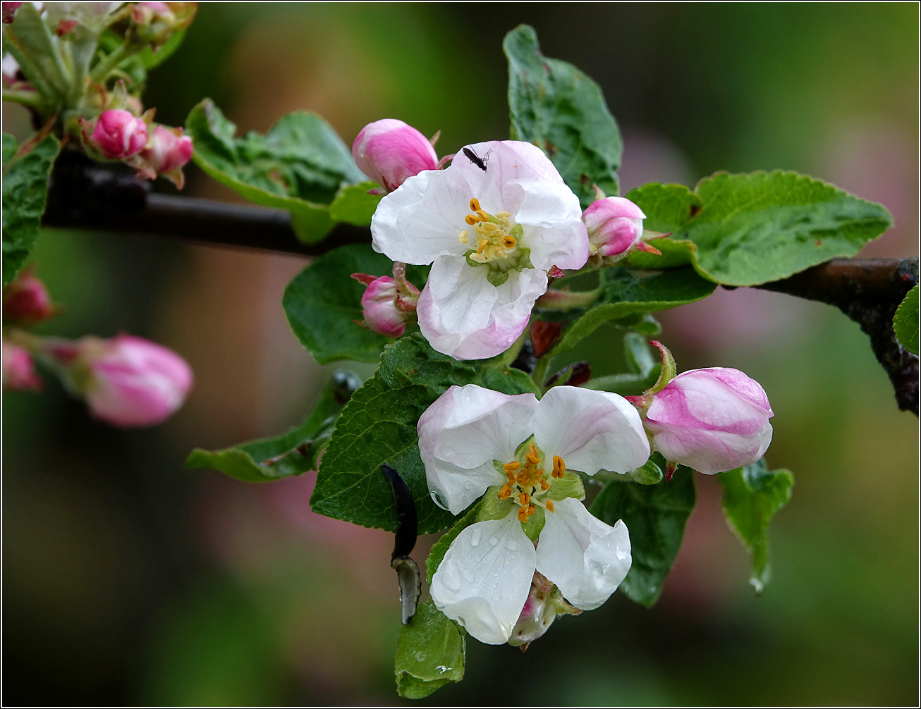 Изображение особи Malus domestica.