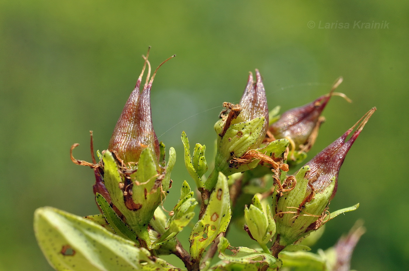 Изображение особи Hypericum attenuatum.