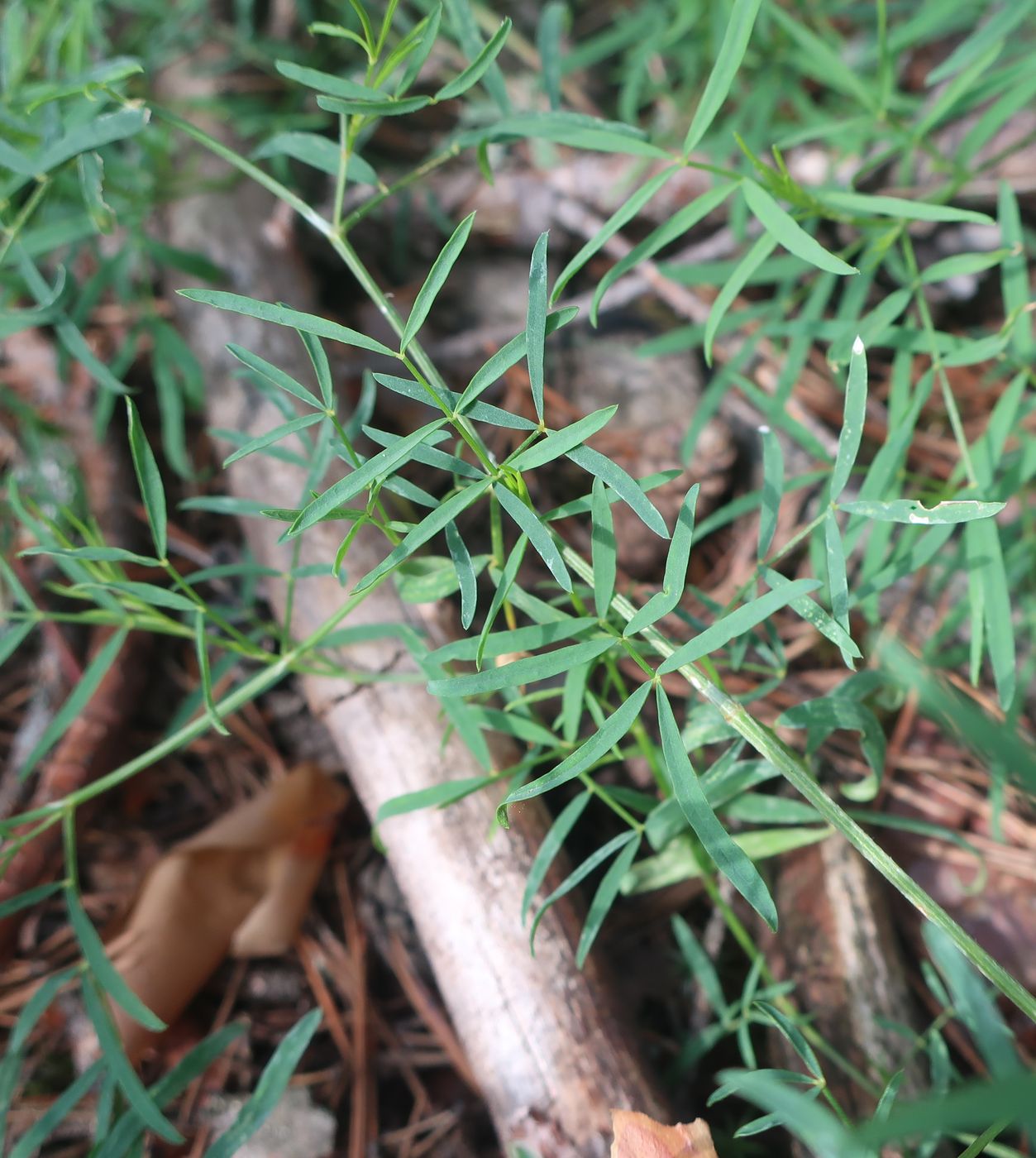 Изображение особи Astragalus arenarius.