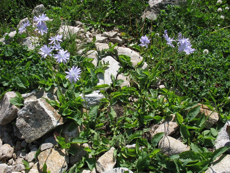 Image of Lactuca tatarica specimen.