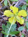 Helianthemum grandiflorum