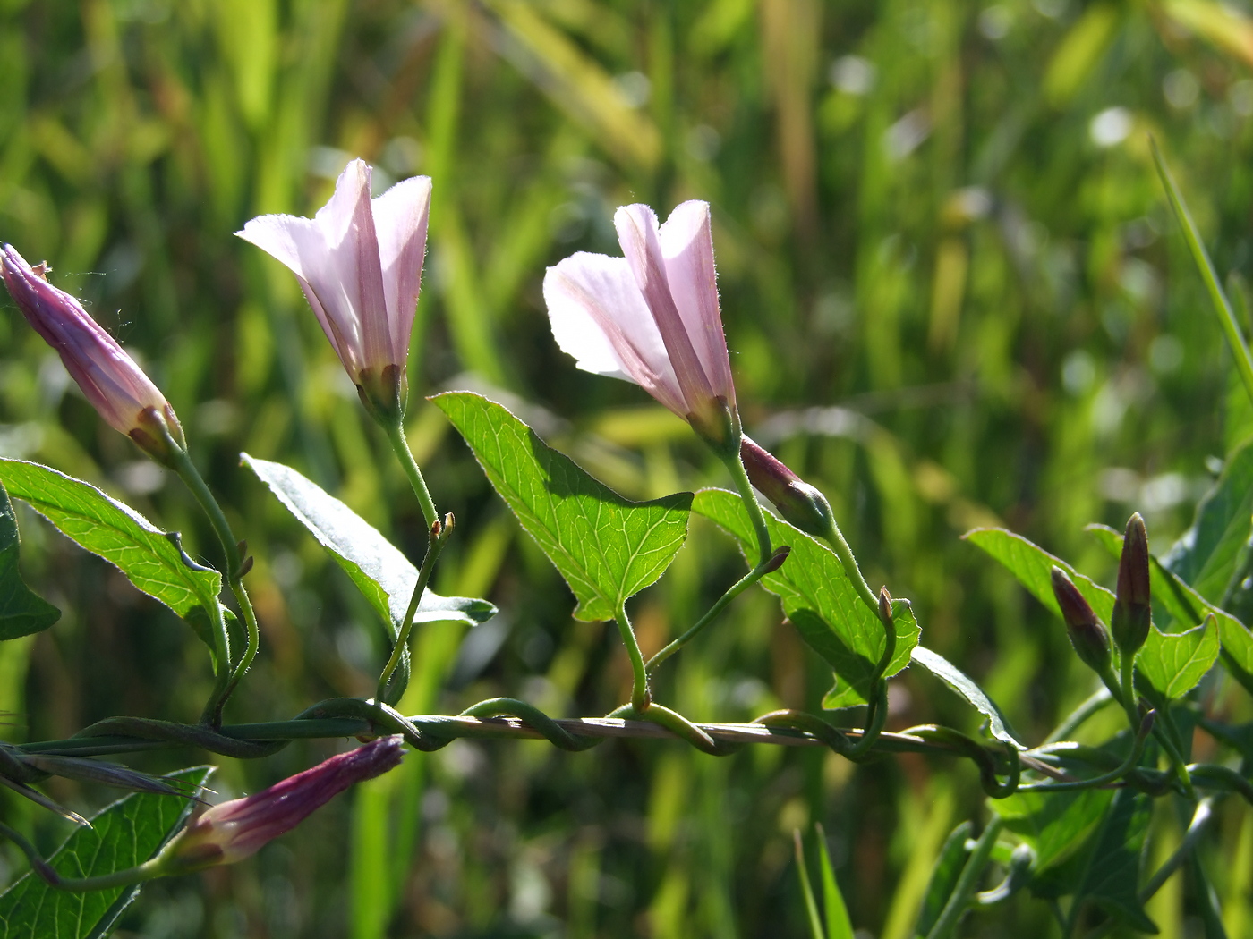 Image of Convolvulus arvensis specimen.