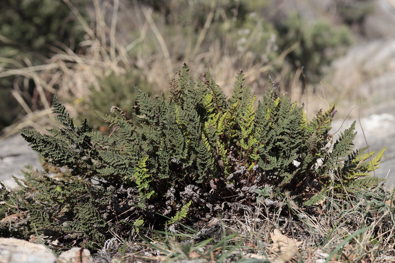 Изображение особи Oeosporangium persicum.