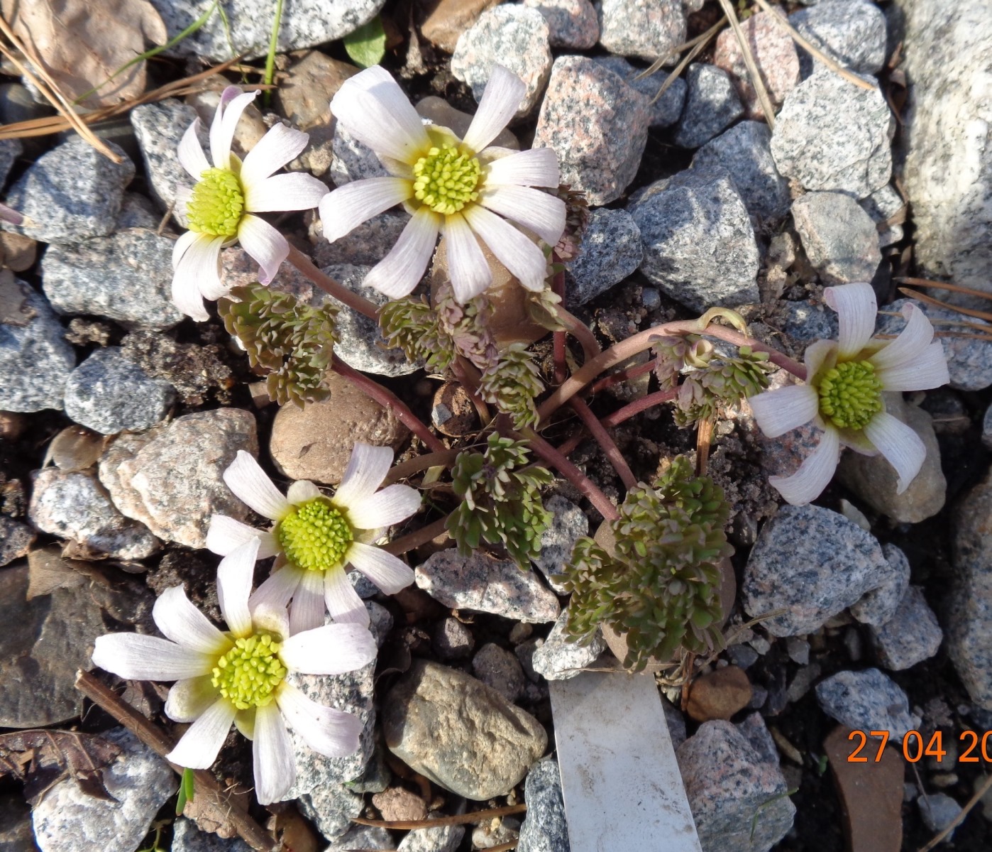 Image of Callianthemum anemonoides specimen.