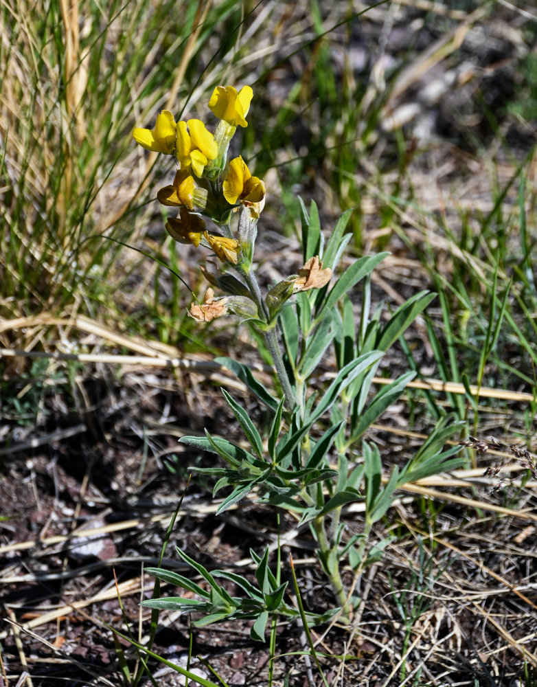 Image of Thermopsis lanceolata specimen.