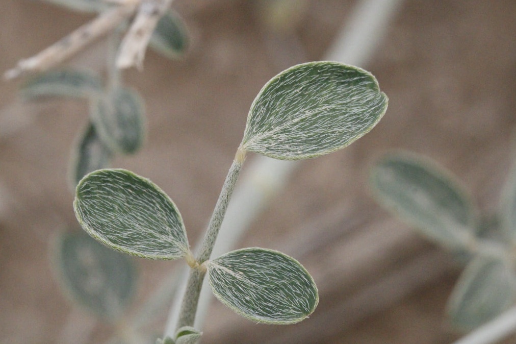 Изображение особи род Astragalus.