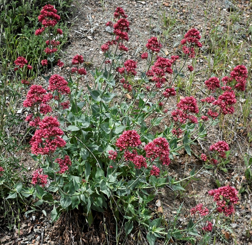 Image of Centranthus ruber ssp. sibthorpii specimen.