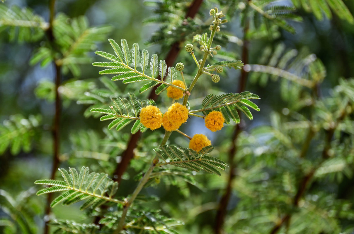 Изображение особи Vachellia nilotica.