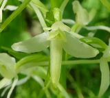 Platanthera bifolia