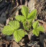 Rubus saxatilis. Молодые листья. Пермский край, г. Пермь, Дзержинский р-н, м-н Акуловский, смешанный лес. 13.05.2023.