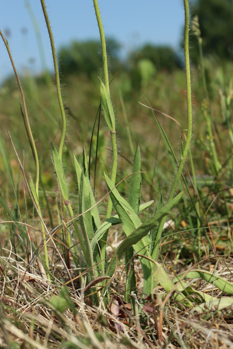 Image of Pilosella praealta specimen.