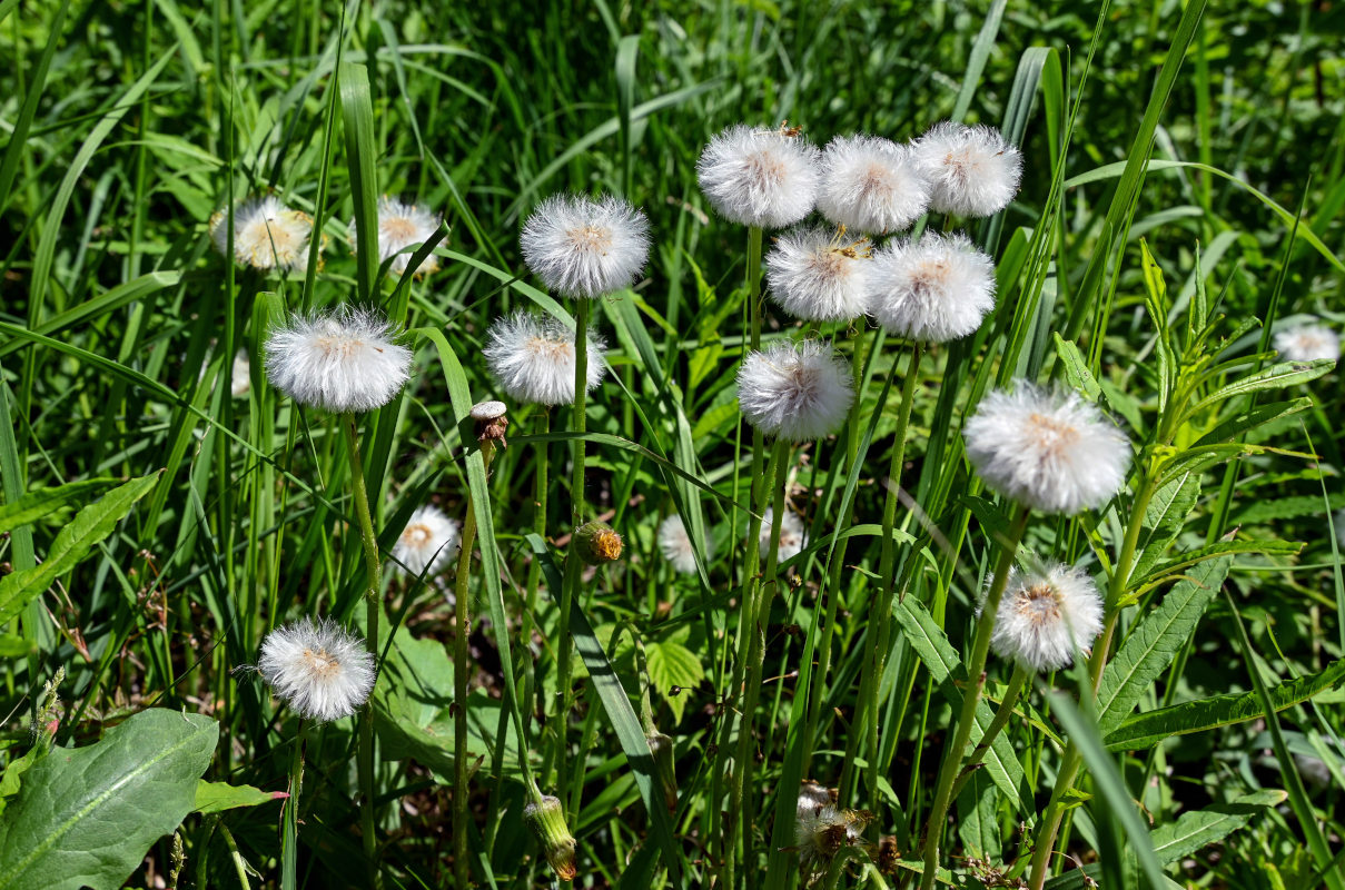 Image of Tussilago farfara specimen.