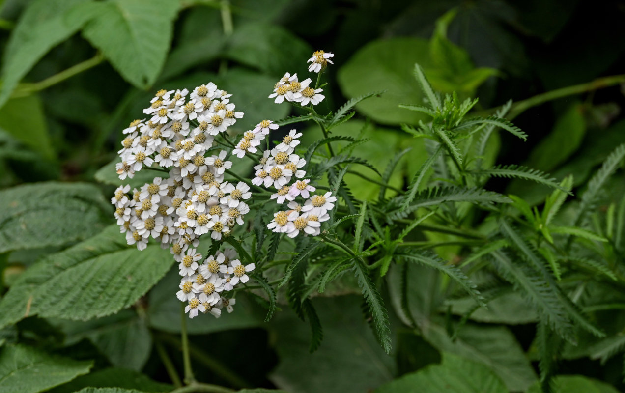 Image of Achillea camtschatica specimen.