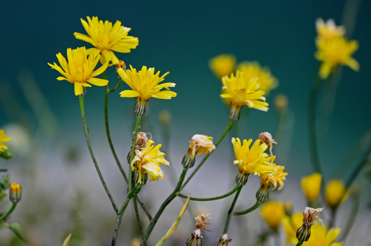 Изображение особи Crepis sonchifolia.