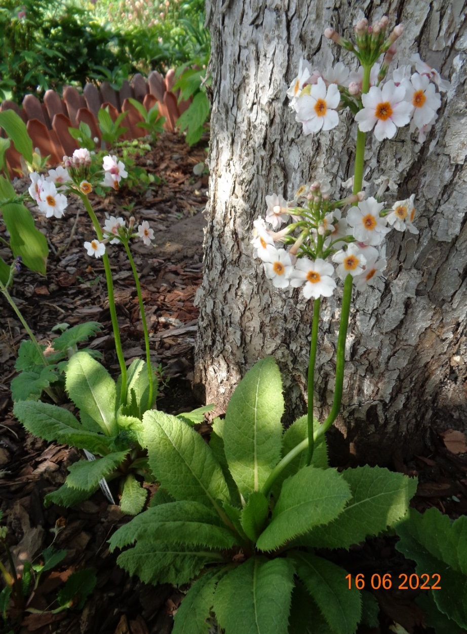 Image of Primula japonica specimen.